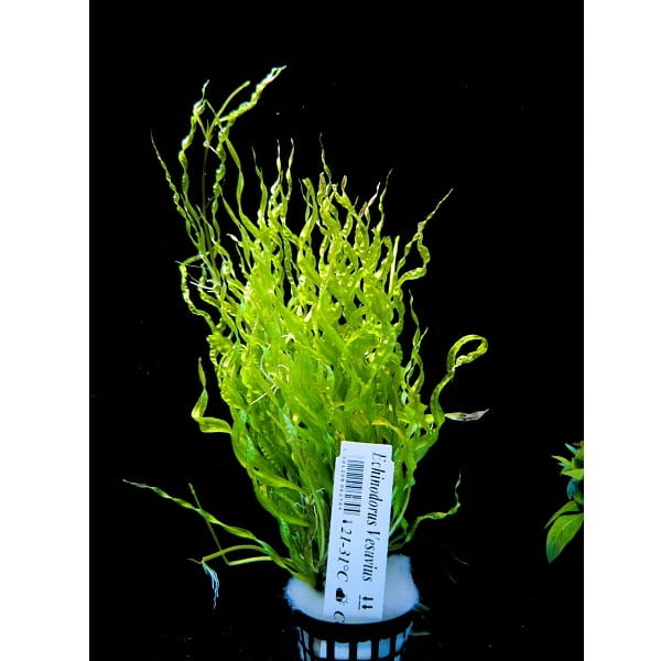 Echinodorus vesufius żabienica spiralna koszyk xxl